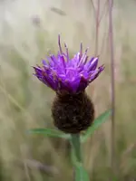 IMGP6722.webp