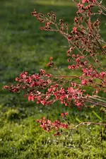 DSC_1991.webp