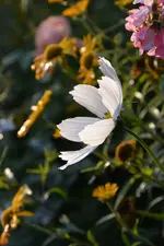 DSC_1994.webp