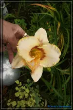 Albert 254.webp
