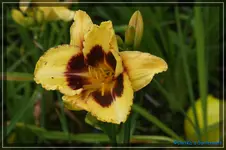 Albert 262.webp