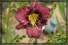Forgotten Dreams.webp