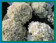 017.webp