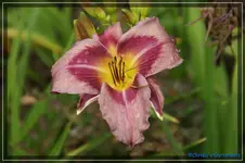 Tralyta.webp