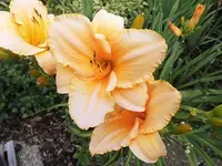035.webp