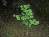 mein Ginko v.webp
