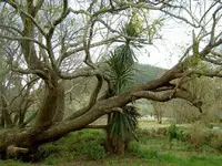 Copy of camp 001v.webp
