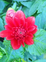 image.webp