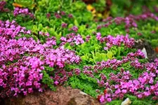 Thymian_grün_pink_640.webp