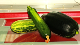erste Ernte_drei Zucchini_grün_gelb_700.webp