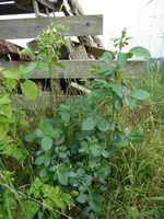 P1130731.webp