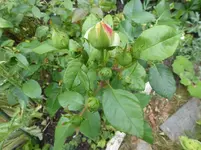 P1130640.webp