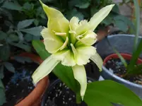 P1130611.webp