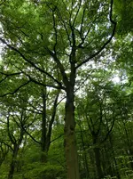 CIMG8148.webp
