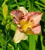 alberine.webp