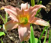 rosagenschenk.webp