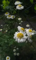 IMAG0799.webp