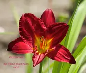 IMG_2140.webp