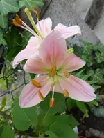 P1130616.webp
