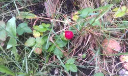 IMAG0823.webp
