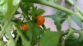 sungold.webp