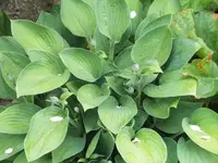 Bilda 0539.webp