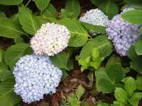 Bilda 0527.webp
