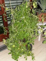 SAM_0397.webp