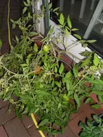 SAM_0398.webp