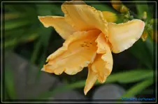 Ruffles Apricot.webp
