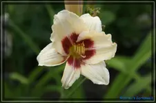 Siloam Shooker.webp