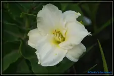 Sachsen Little White.webp