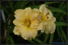 Albert 31.webp
