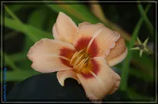 Apricot Auge.webp