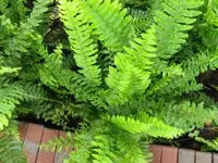 Bild 1277.webp