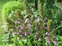 SAM_4795.webp