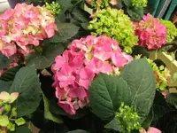 Bild 1436.webp