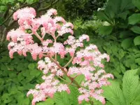 Bilda 0654.webp