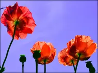 1 (13).webp