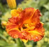 Taglilie.webp