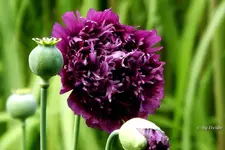 _lilafarb. Puschelmohn.webp