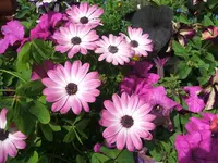 17.6 012.webp