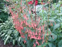garten 003.webp