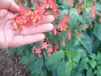 garten 004.webp