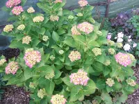 garten 005.webp