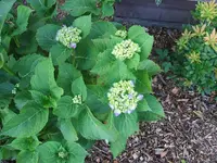 garten 006.webp