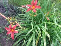 garten 008.webp
