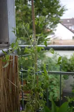 P1130091.webp