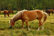 Norweger;beige;grast_640.webp