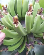 Banane 30.6.14 zugeschnitten.webp